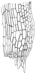 Campylopus pallidus thermophilic growth form, alar cells. Drawn from K.W. Allison 2529, CHR 544548.
 Image: R.C. Wagstaff © Landcare Research 2018 